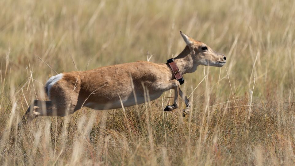 Bewegungsdaten – wie von dieser in der Mongolei lebenden Gazelle – ermöglichen direkte Einblicke in das Verhalten von wildlebenden Tieren. Eine springende Gazelle in trockenem, hohem Gras