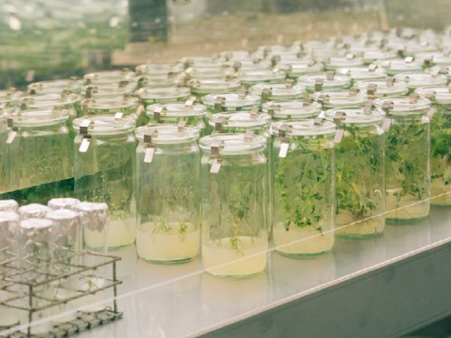 Pflanzenkulturen in Glasbehältern in einem Labor