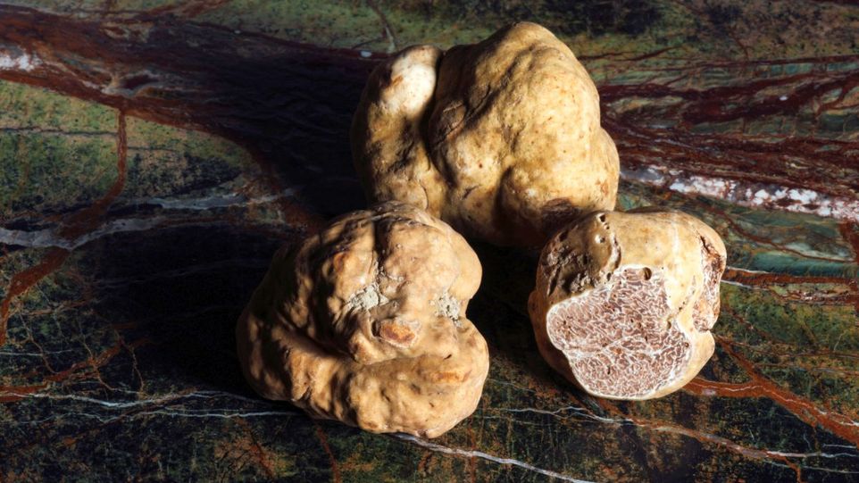 Trüffel-Knollen