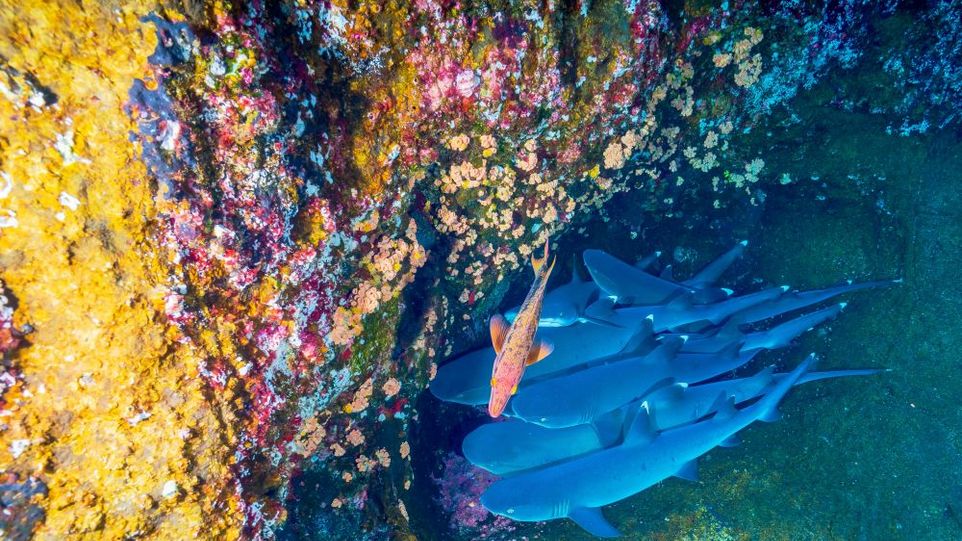 FISCHE AN KORALLENRIFF