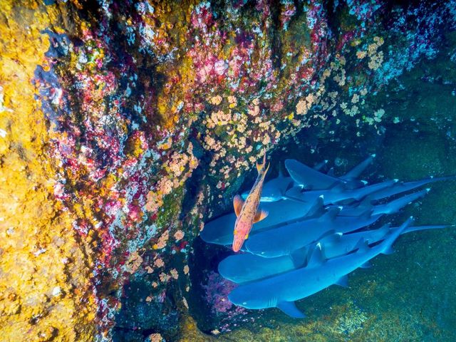 FISCHE AN KORALLENRIFF