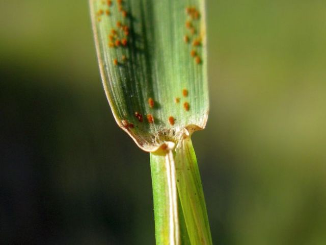 Cereal plant attacked by pests