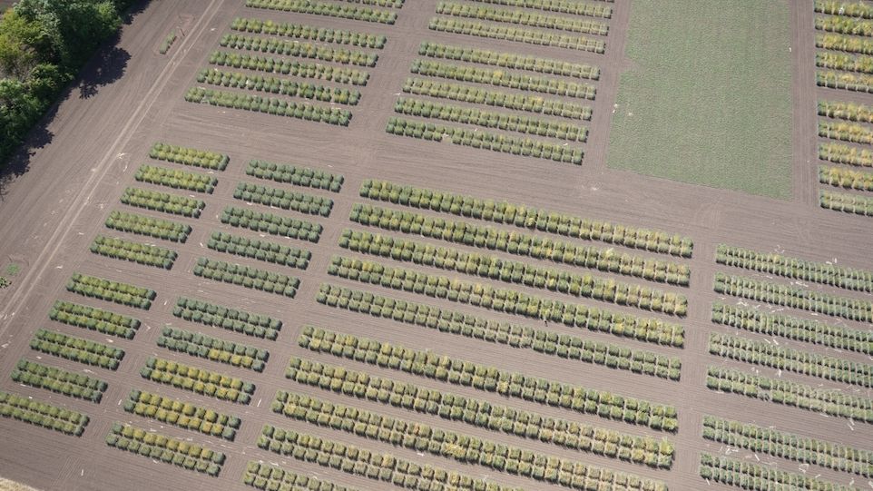 Versuchsfeld für Weizenanbau