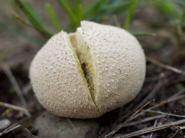 Close-up of a mushroom growing on the ground.