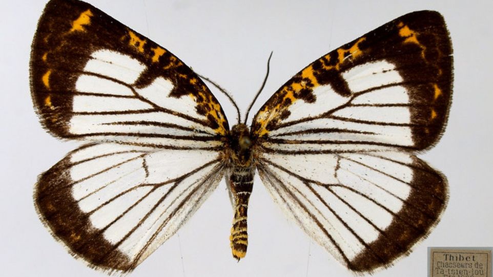 Ein Schmetterling mit weißen, schwarz-gelb gemusterten Flügeln und 