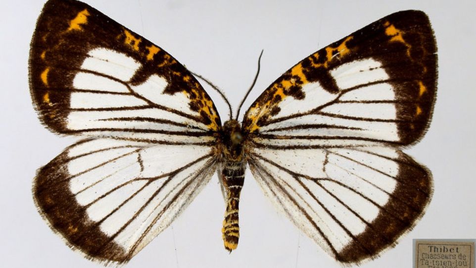 Ein Schmetterling mit weißen, schwarz-gelb gemusterten Flügeln und
