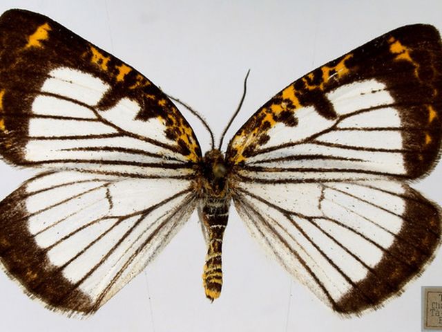 Ein Schmetterling mit weißen, schwarz-gelb gemusterten Flügeln und 