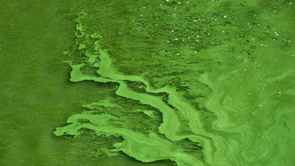 Water bodies with massive algae growth