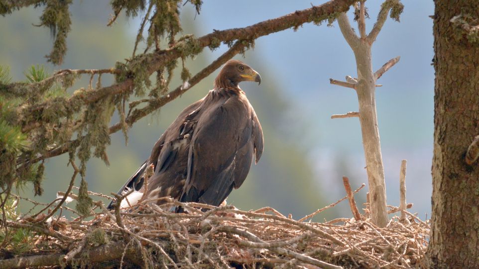 Ein Steinadler in einem Nest aus Ästen und Zweigen