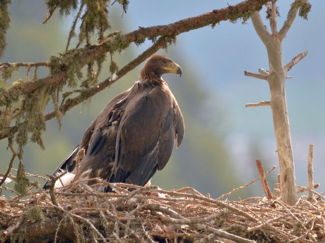 Ein Steinadler in einem Nest aus Ästen und Zweigen