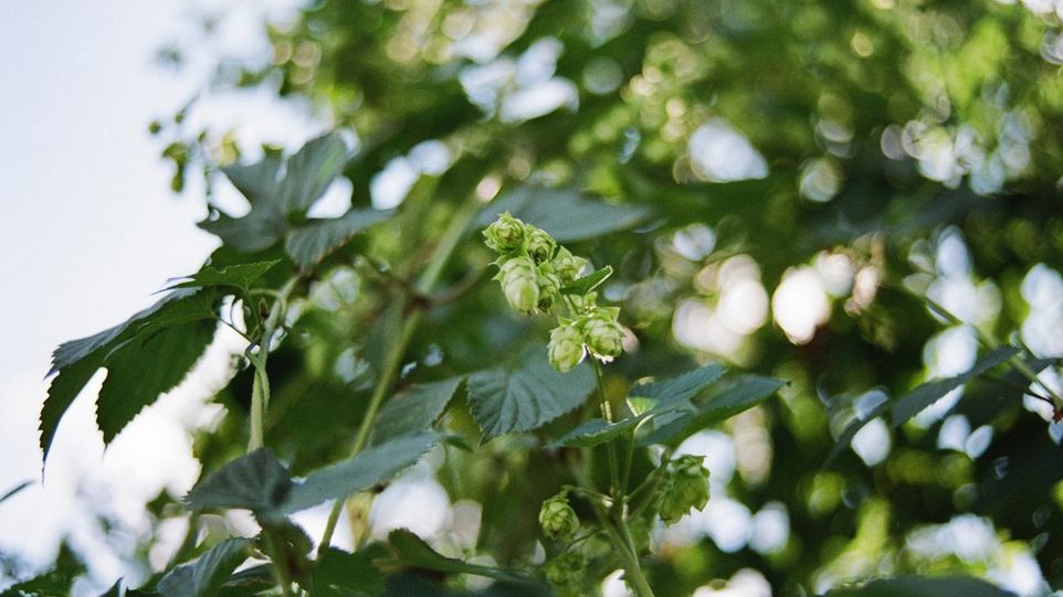 Hopfen Hopfen