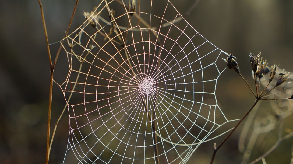 Spinnennetz Spinnennetz