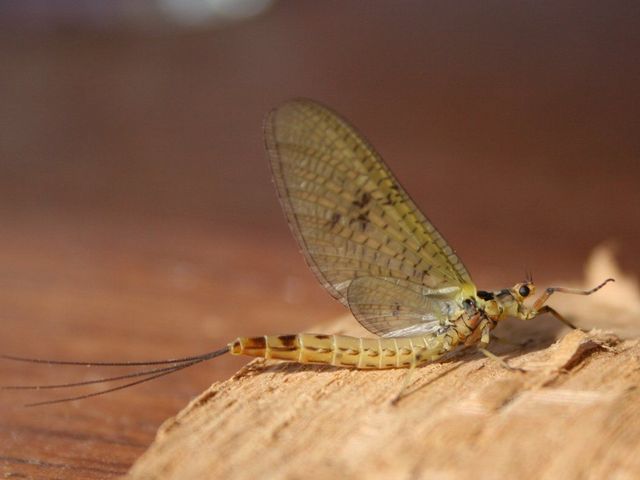 Ephemera danica 