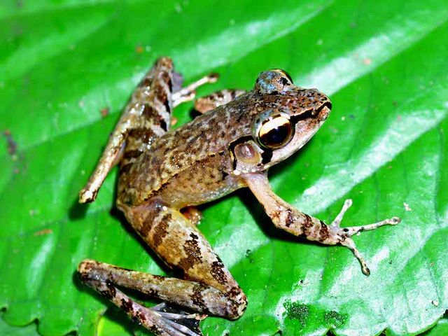 Gattung der Sumatra- Kaskadenfrösche