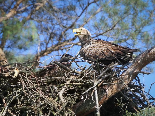The picture shows a sea eagle nest.