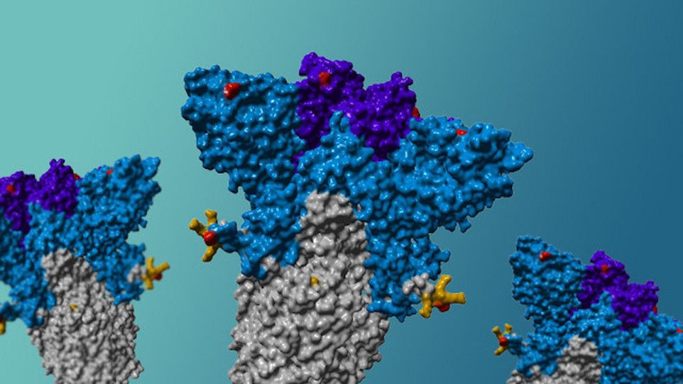 Schematische Darstellung des Spike-Proteins der Delta-Variante mit Mutationen
