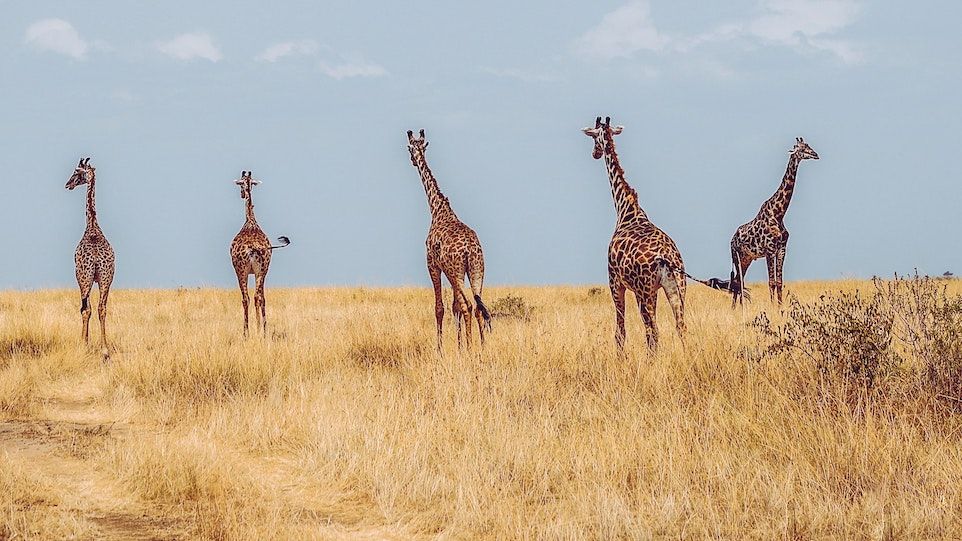 Fünf Giraffen auf einer Graslandschaft