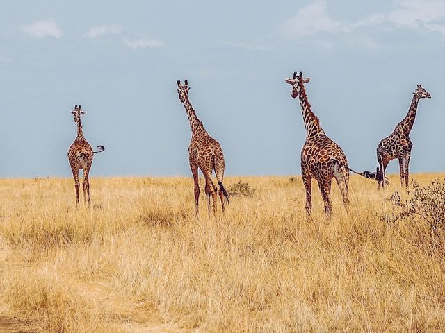 Fünf Giraffen auf einer Graslandschaft