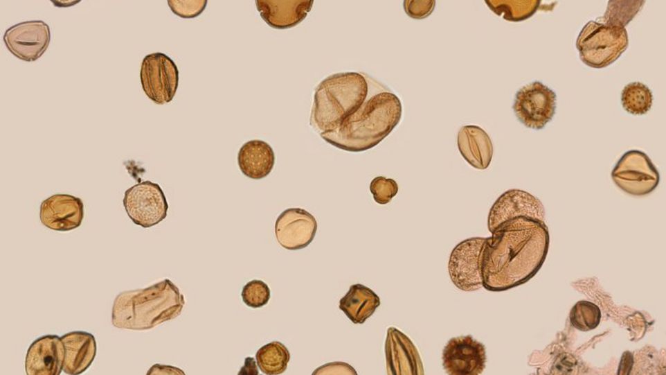 Etwa 400.000 Jahre alte Pollenkörner aus Tenaghi Philippon unter dem Mikroskop. Pollenkörner unter dem Mikroskop