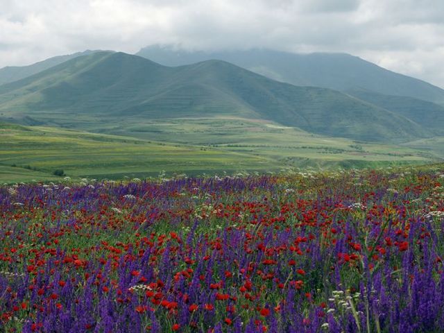 Wildkräuterwiese im armenischen Hochland