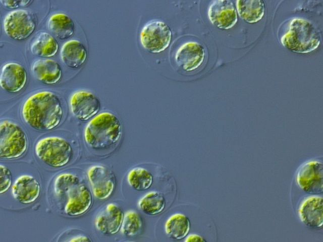 Zwei oder mehr Zellen der Grünalge Chlamydomonas reinhardtii lagern sich unter Einfluss von Marginolaktonen zu sogenannten Gloeokapsoiden zusammen, die von einer gemeinsamen Außenhülle umgeben sind.