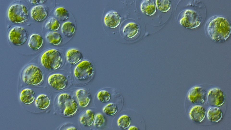 Zwei oder mehr Zellen der Grünalge Chlamydomonas reinhardtii lagern sich unter Einfluss von Marginolaktonen zu sogenannten Gloeokapsoiden zusammen, die von einer gemeinsamen Außenhülle umgeben sind.
