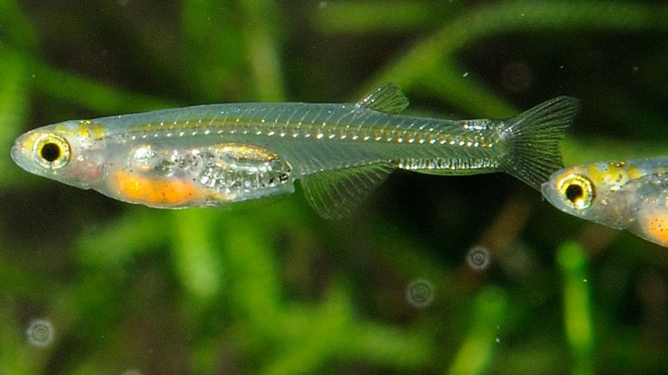 Nahaufnahme des gläsernen Fisches Danionella dracula