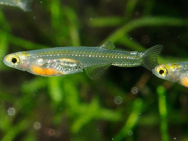 Close-up of the glass fish Danionella dracula