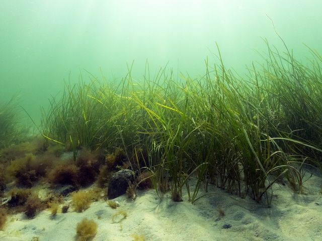 Sea grass under water