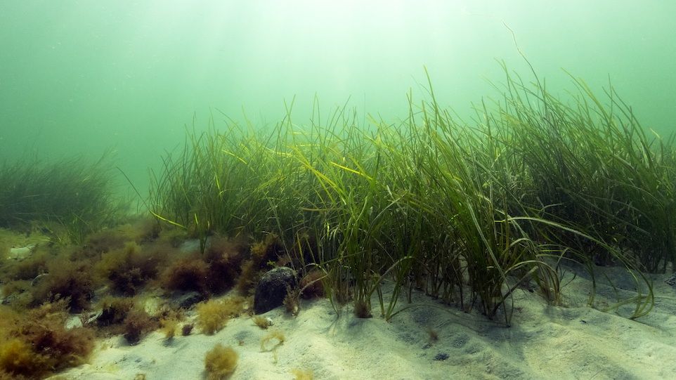 Sea grass under water