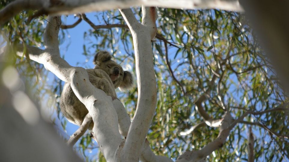 Beuteltiere wie der Koala besitzen eine nicht voll entwickelte Form des braunen Fetts. Koala auf einem Baum
