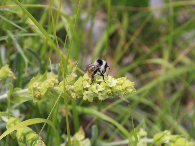 Sideritis plant with bee