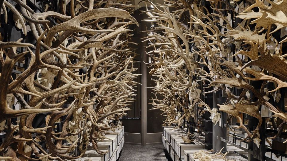 Forschungssammlung "Hirsche und Hornträger" im Museum für Naturkunde Berlin Links und rechts an der Wand aufgereihte Geweihen
