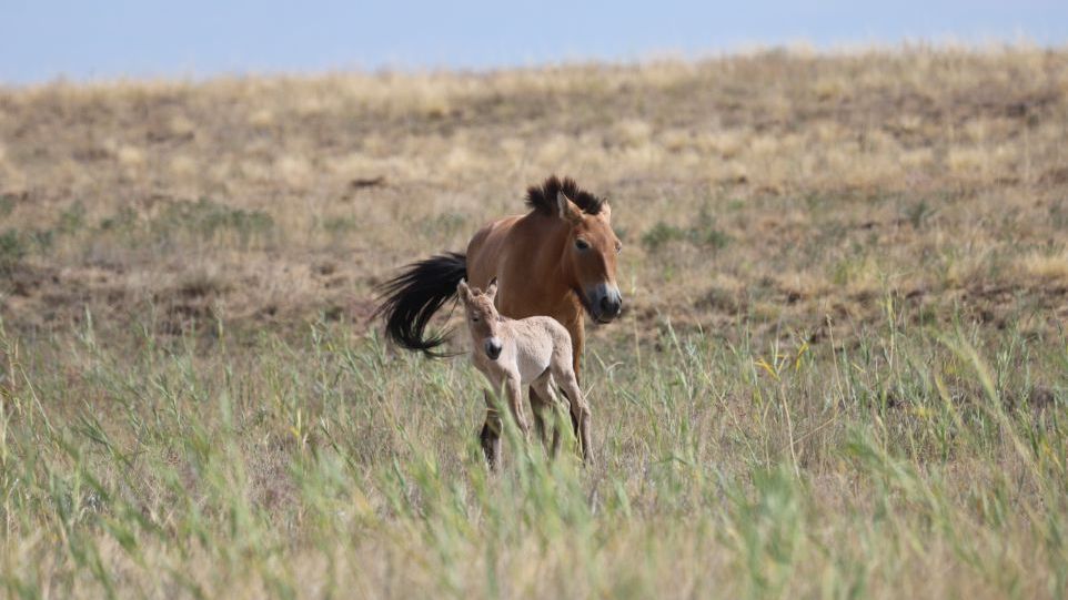 Przewalski-Pferd mit Fohlen in der Steppe