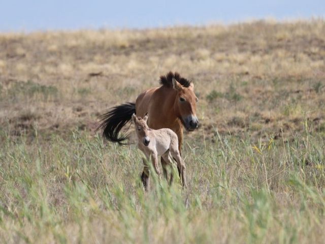 Przewalski-Pferd mit Fohlen in der Steppe