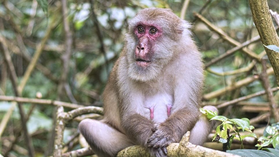 Altes Assammakaken-Weibchen Alter weiblicher Affe