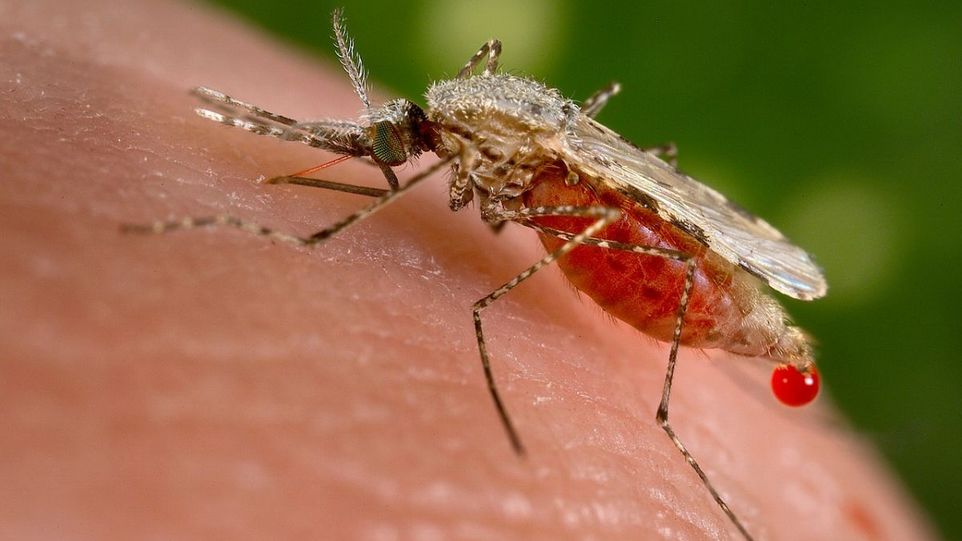 Anopheles stephensi Malaria-Mücke