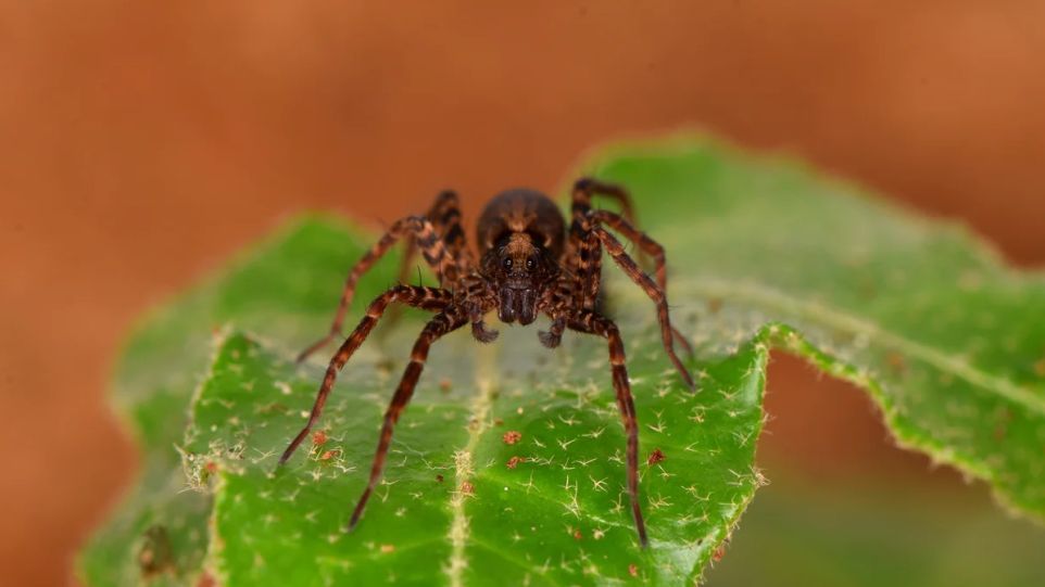 Nahaufnahme einer Wolfsspinne auf einem Blatt