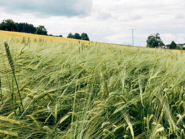 Gerstenfeld