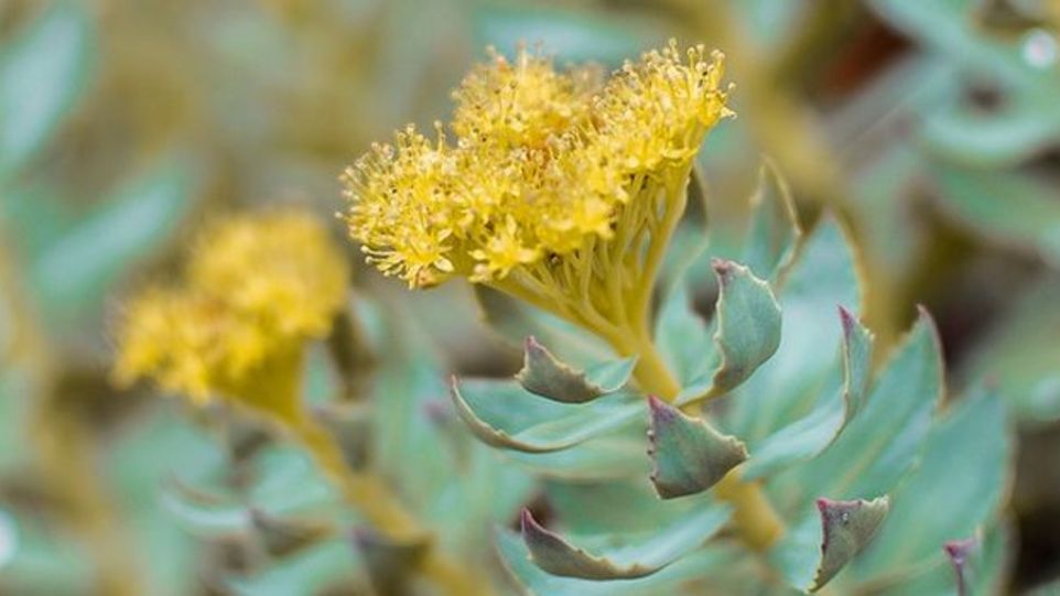 The picture shows a Rhodiola.