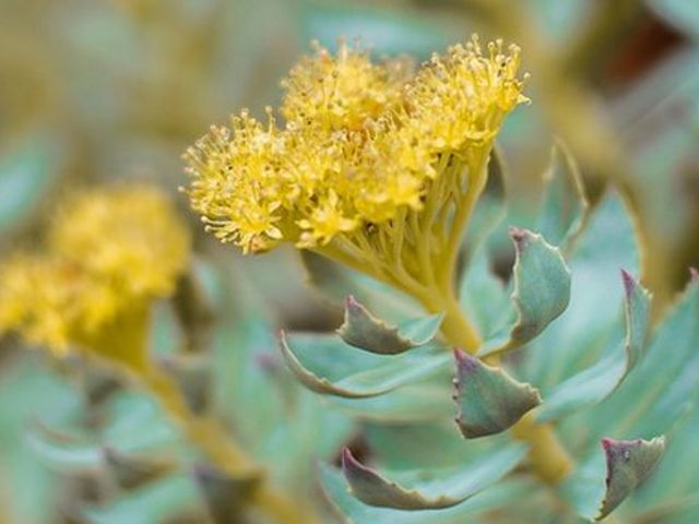 The picture shows a Rhodiola.