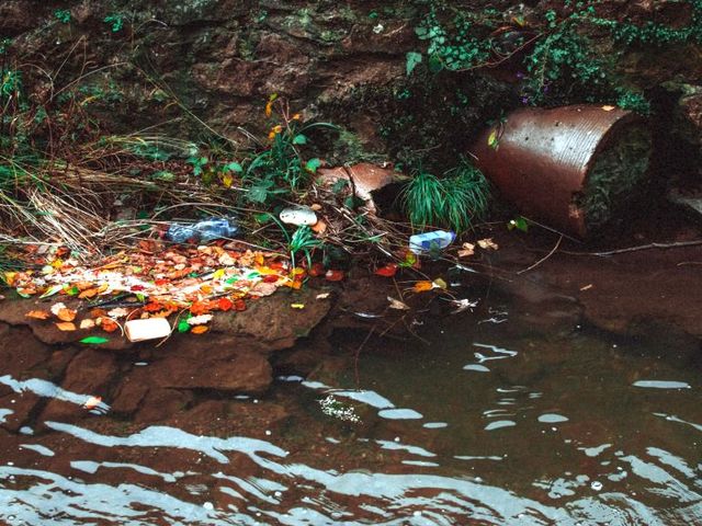 Plastikmüll am Seeufer