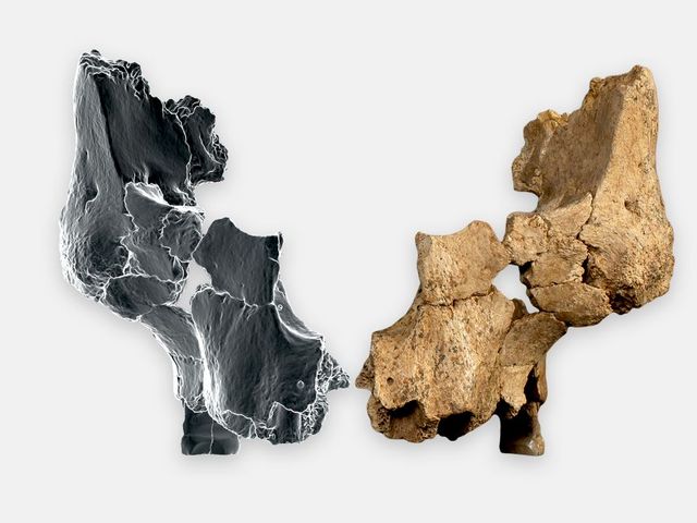 Fossil der linken Gesichtshälfte, die rechte Hälfte virtuell gespiegelt