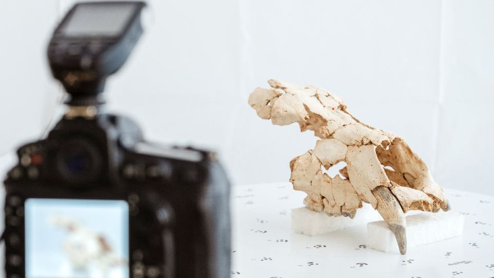Fossil vor der Kamera