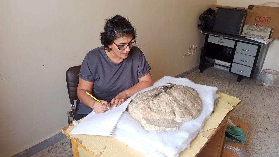 Wafa Adel Alhalabi bei der Untersuchung der neuen Schildkrötenart. Forscherin untersucht Fossilen Schildkrötenpanzer auf einem Schreibtisch