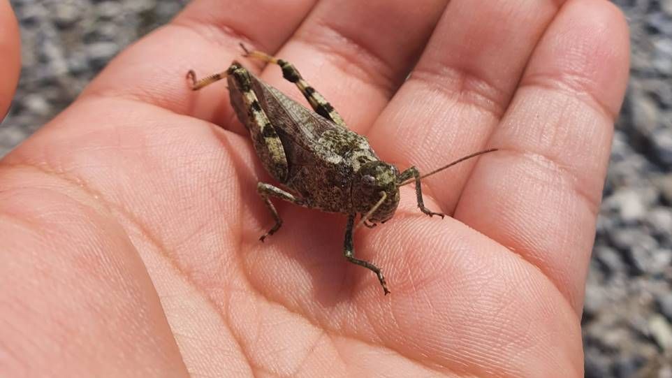 Gefleckte Schnarrschrecke, auf einer Hand sitzend