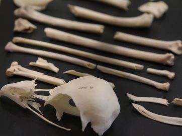 Vogelskelette mit Knochenbrüchern 