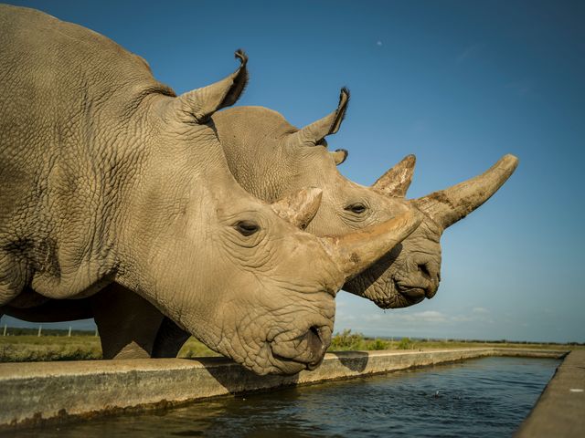 The picture shows the last two northern white rhinos on the planet.