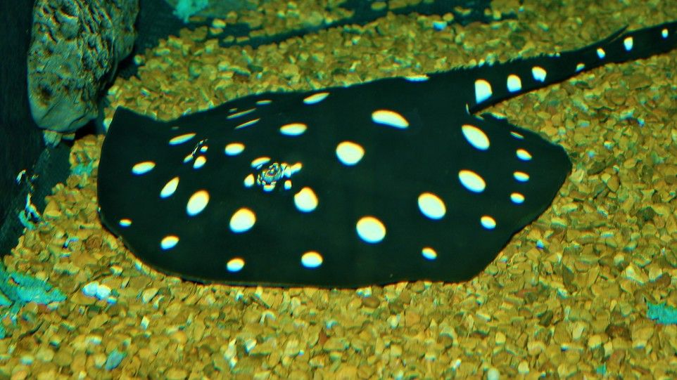 Schwarzer Teufelsrochen