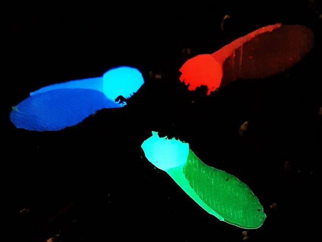 Blau, grün und rot fluoriszierende künstliche Ahornsamen